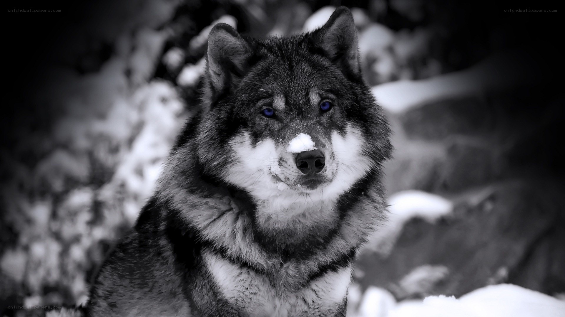 wolf with blue eyes in snow