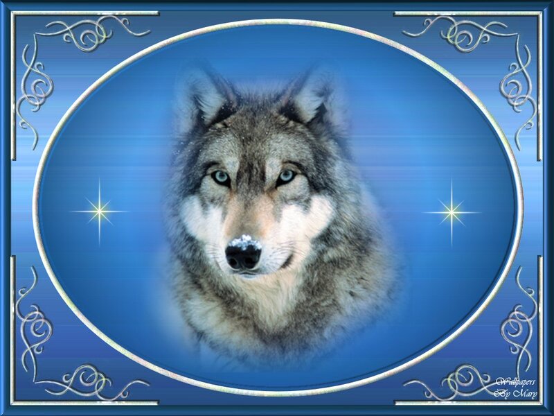 Wolf with Blue Eyes — Serene