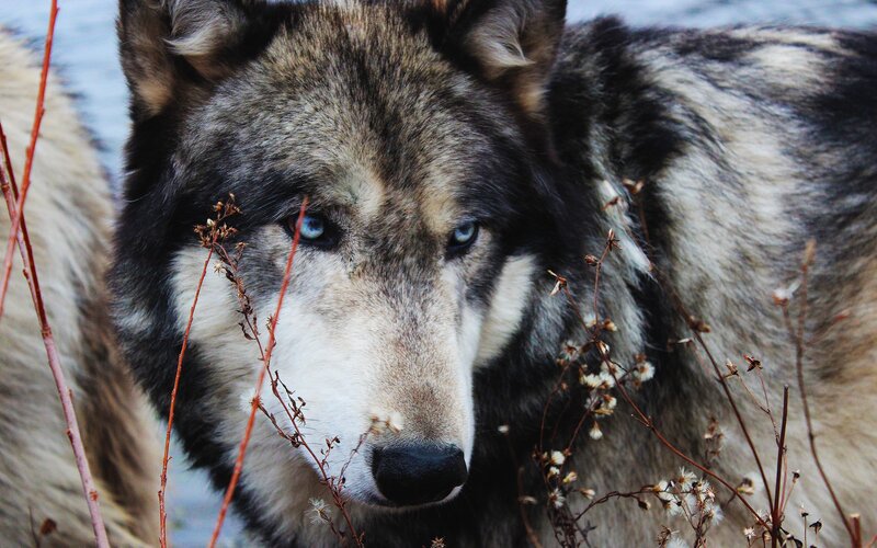 wolf with blue eyes
