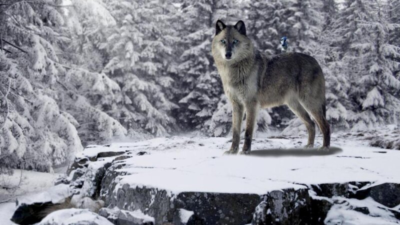 Wolf with Blue Eyes — White