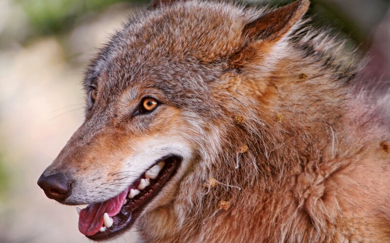 Wolf with Burrs