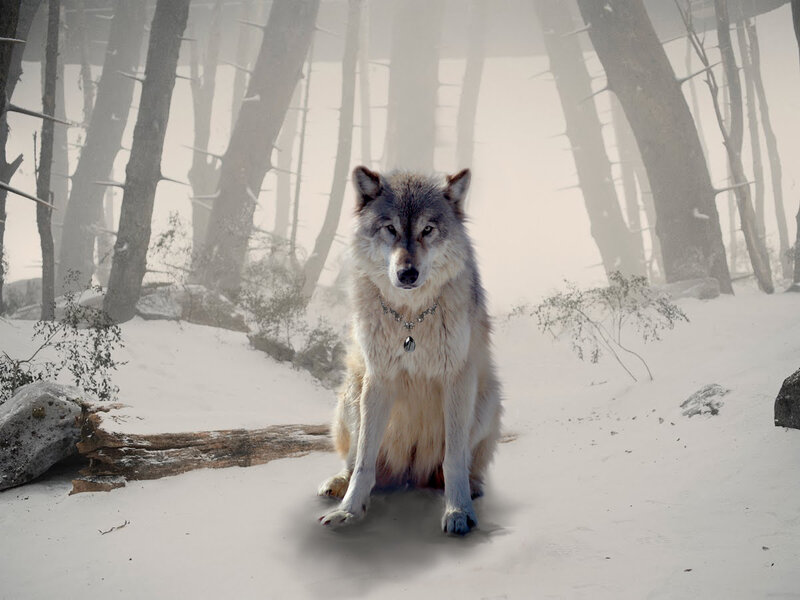 Wolf with Collar in Snow — White