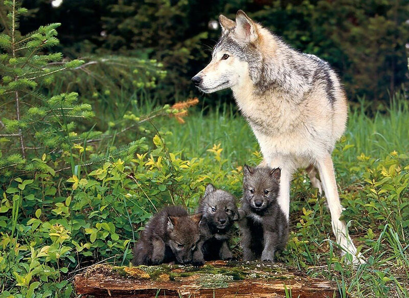 Wolf with Cubs — Green, Calm