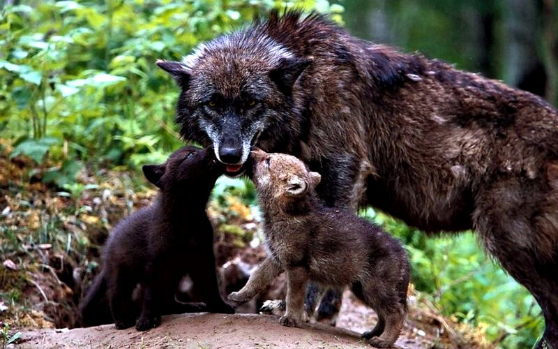 Wolf with Cubs — Green, Natural