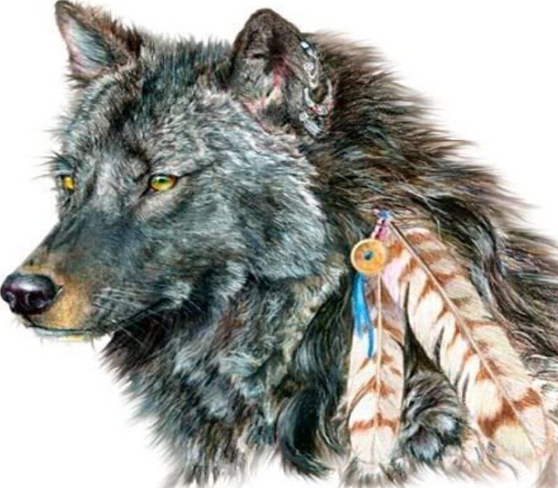 wolf with feather adornment