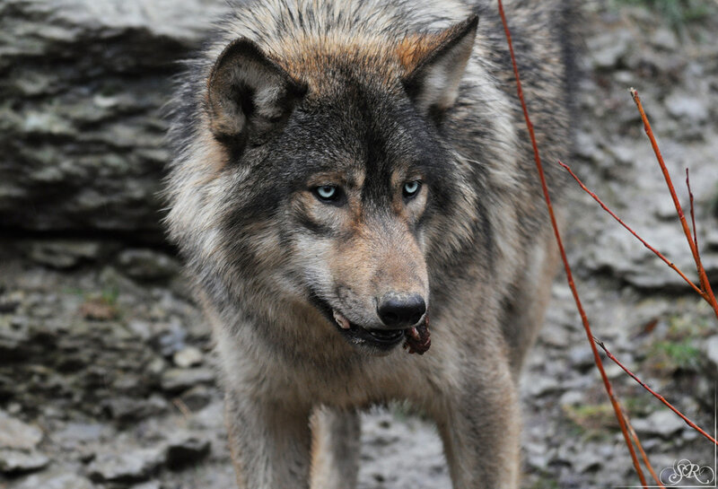Wolf with Food in Mouth