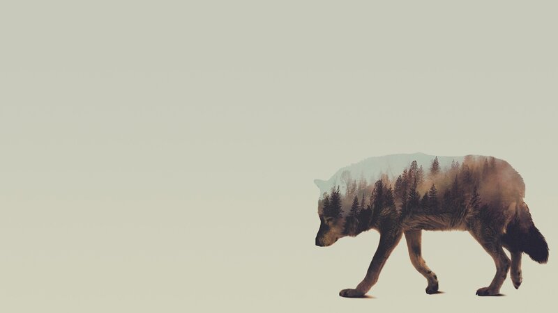 Wolf with Forest Overlay