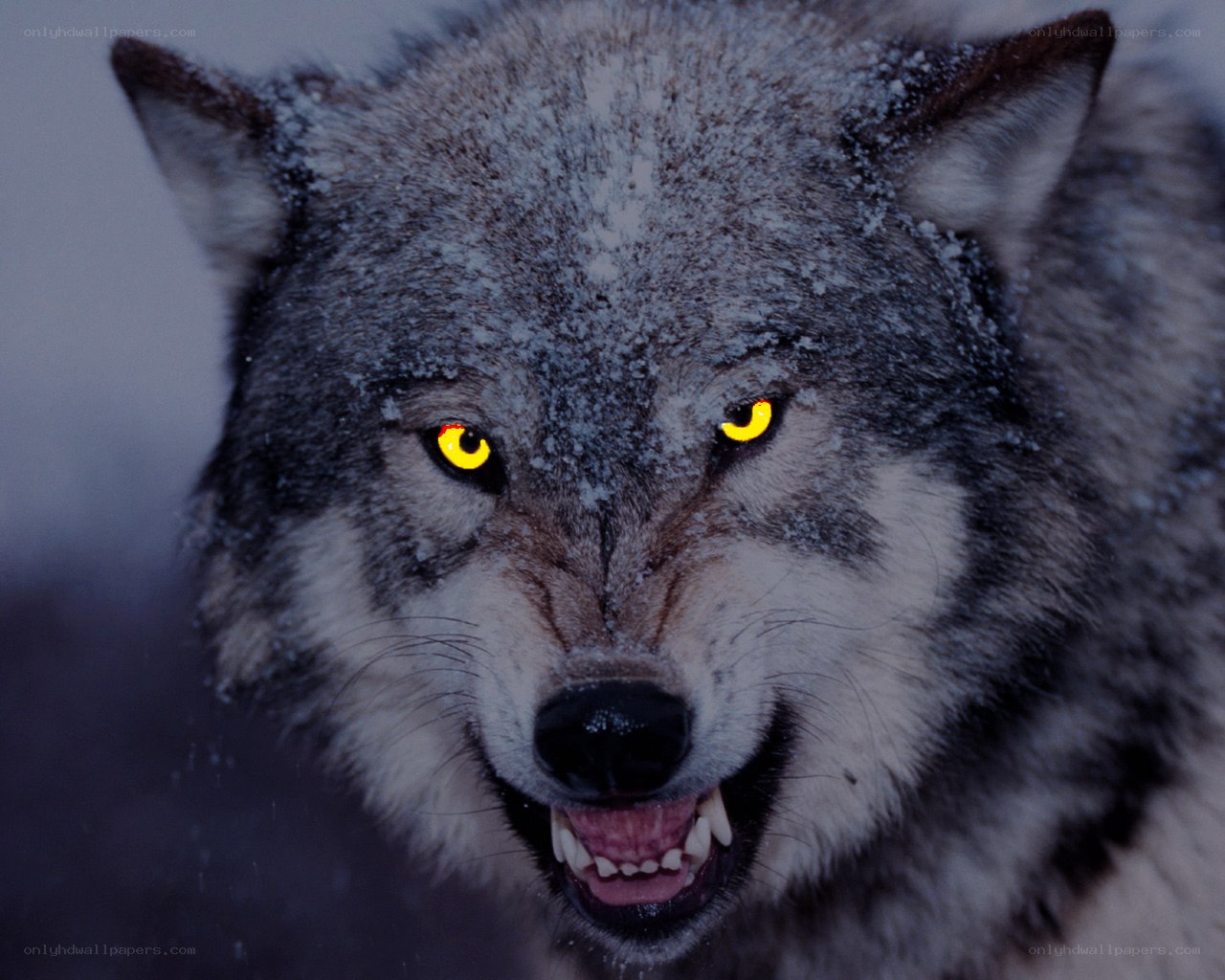 wolf with glowing eyes