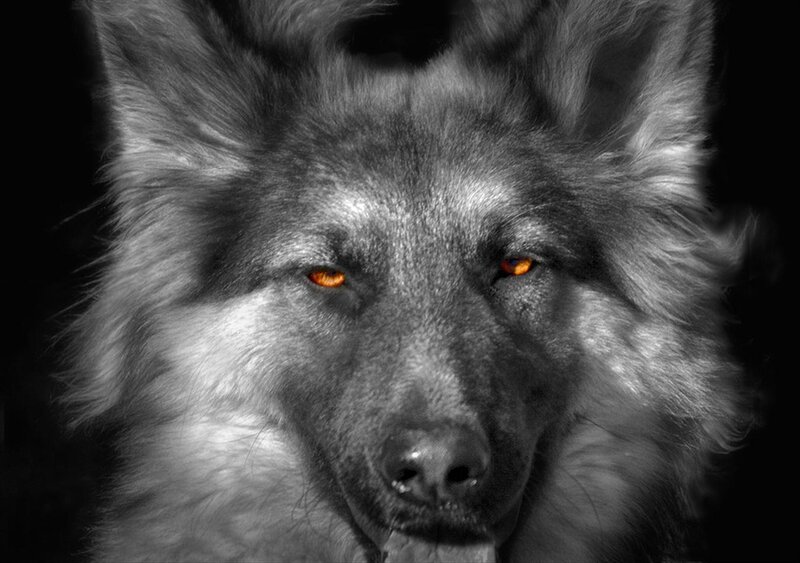 Wolf with Glowing Eyes — Black, Dramatic, Photograph, Fur