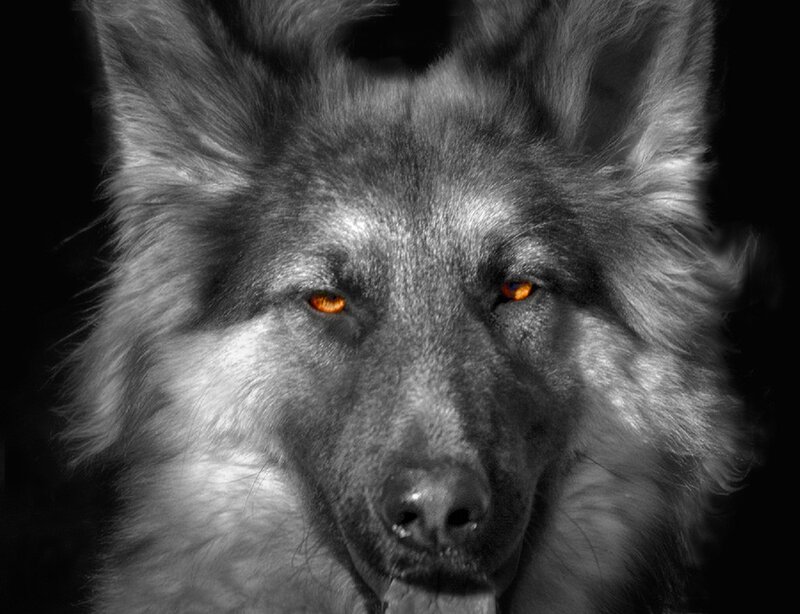 Wolf with Glowing Eyes — Black, Dramatic, Photograph