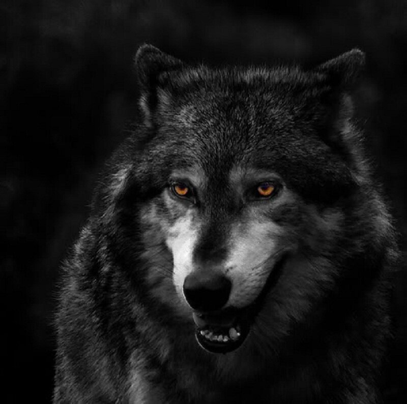 Wolf with Glowing Eyes — Black, Dramatic