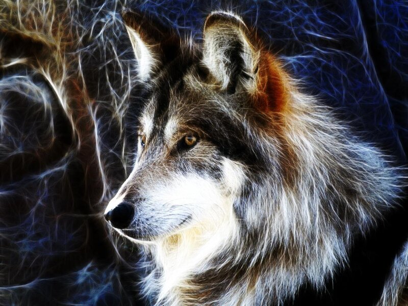 Wolf with Glowing Fur