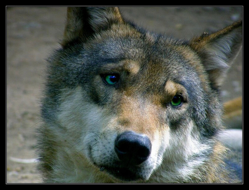 Wolf with Green Eyes — Gray, Intense, Photograph