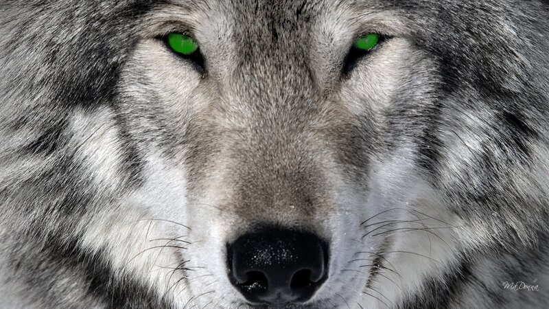 Wolf with Green Eyes — Gray, Intense