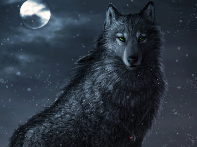 Wolf with Green Eyes — Gray