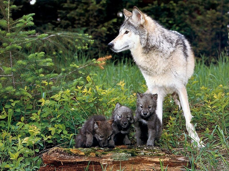 Wolf with her cubs