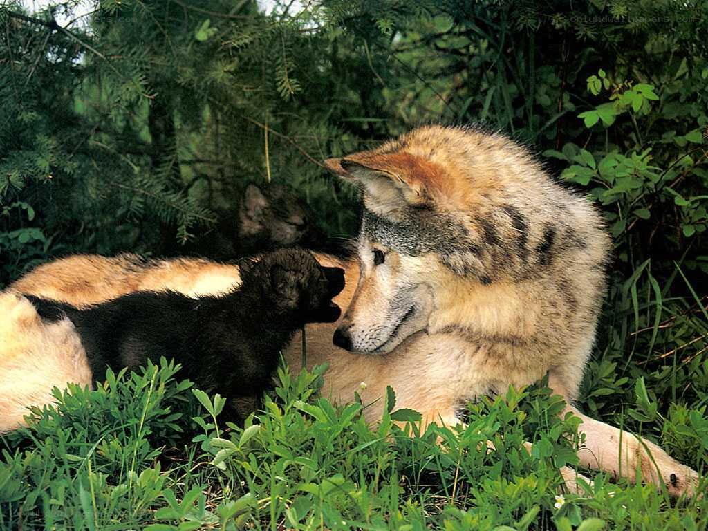 Wolf with her pups in the forest