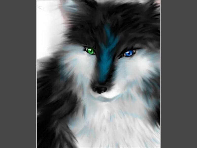 Wolf with Heterochromia