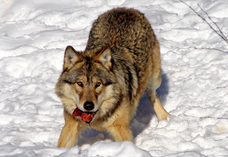 Wolf with Meat in Mouth