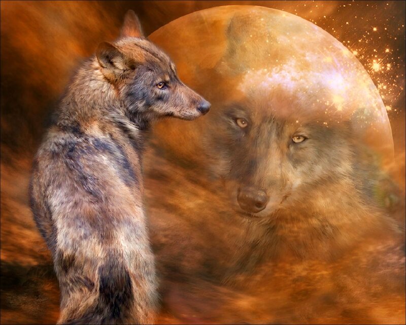 Wolf with Moon Reflection