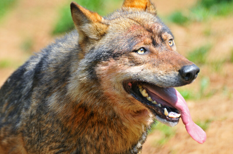 Wolf with Open Mouth — Brown, Alert