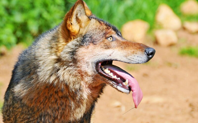 Wolf with Open Mouth — Brown