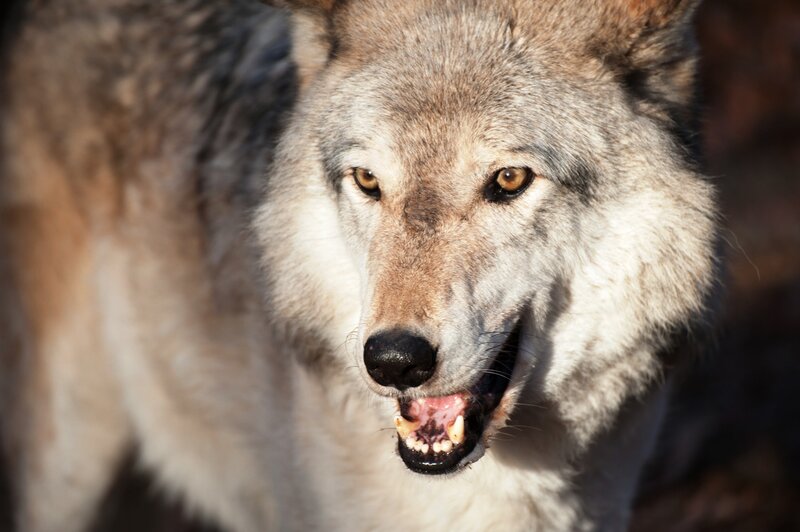 Wolf with Open Mouth — Gray, Intense