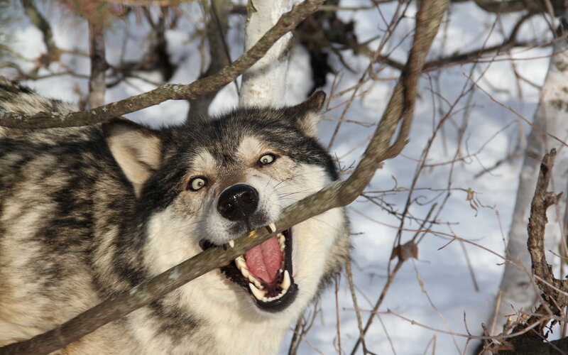Wolf with Open Mouth — Gray, Intense, Winter