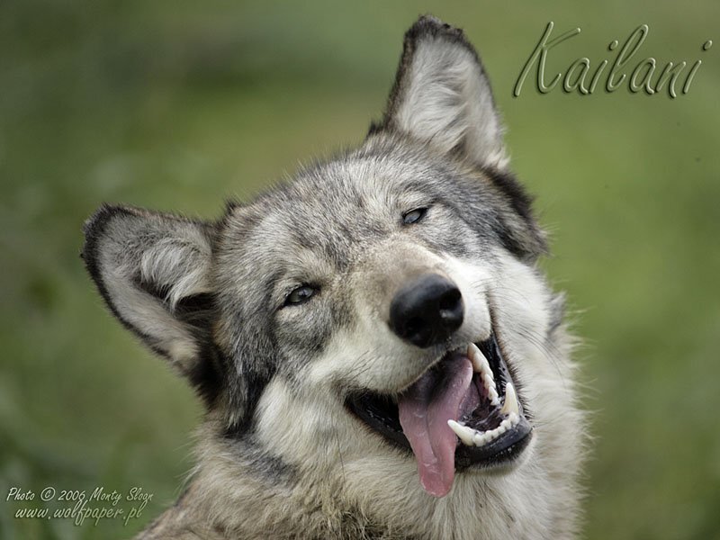 Wolf with Open Mouth — Gray