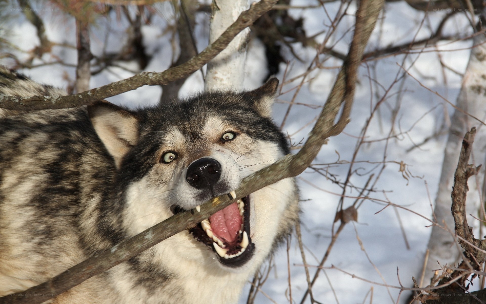 wolf with open mouth in snow