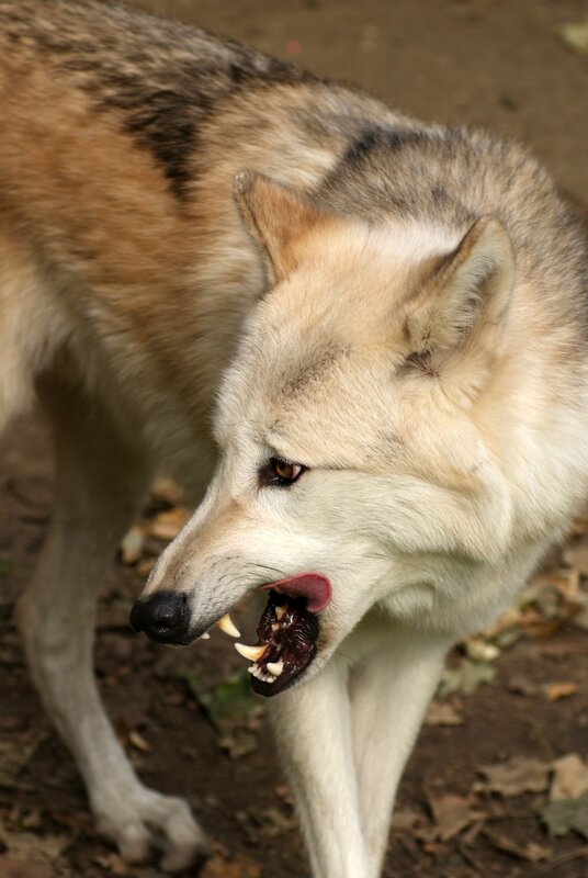 wolf with open mouth