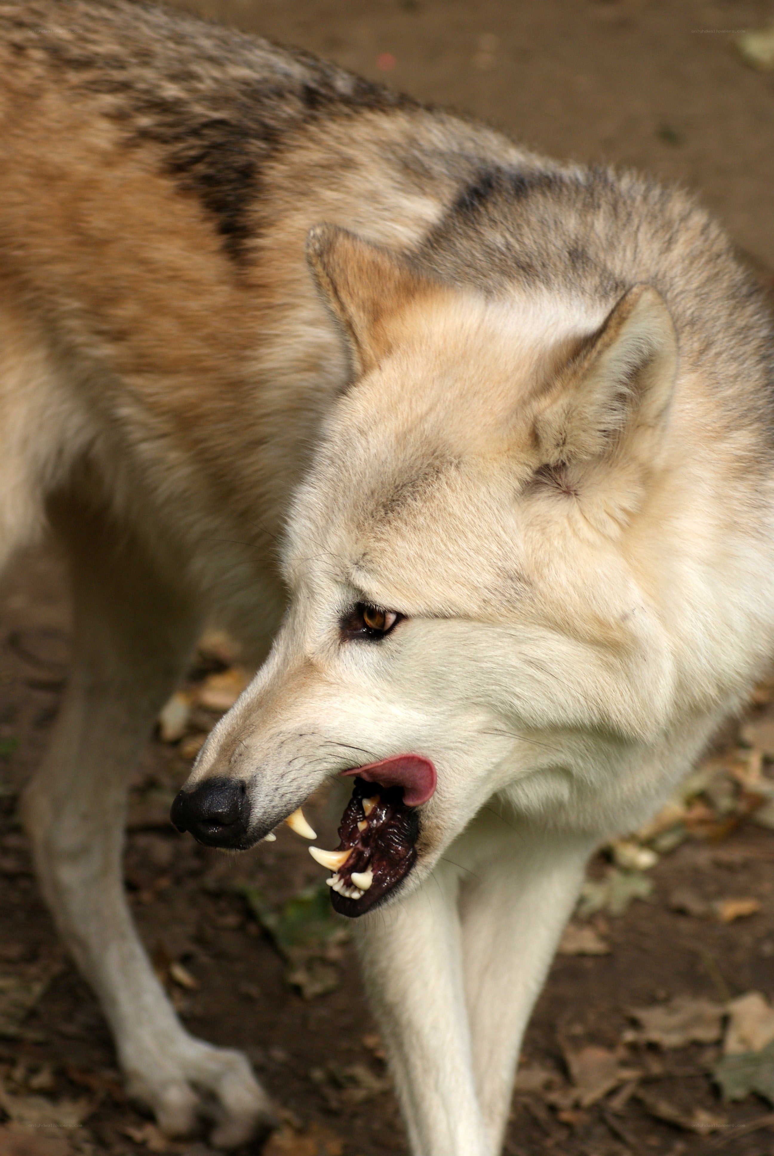 wolf with open mouth