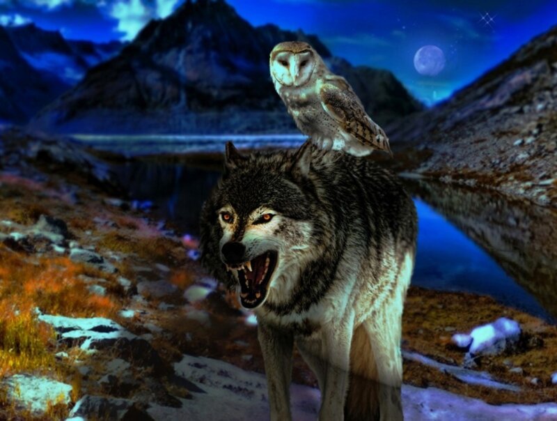 Wolf with Owl on Back