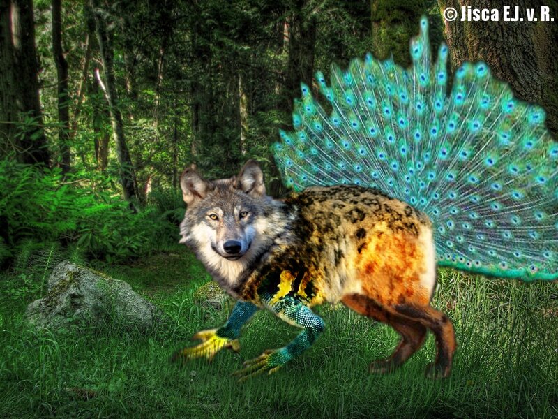Wolf with Peacock Tail