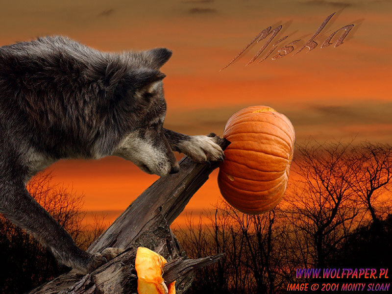 Wolf with Pumpkin