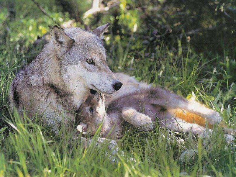 Wolf with Pup