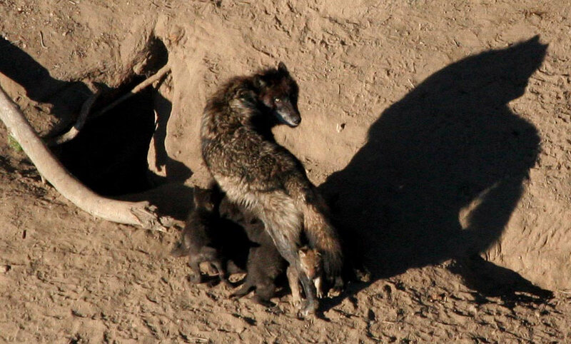 Wolf with Pups — Brown