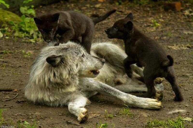 Wolf with Pups — Gray, Natural