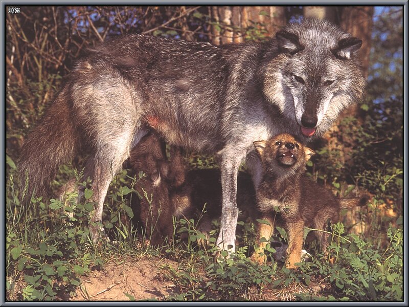 Wolf with Pups — Gray