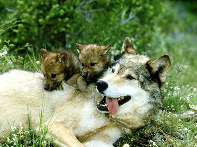 Wolf with Pups — Green, Calm