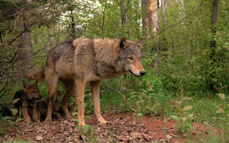 Wolf with Pups — Green, Natural