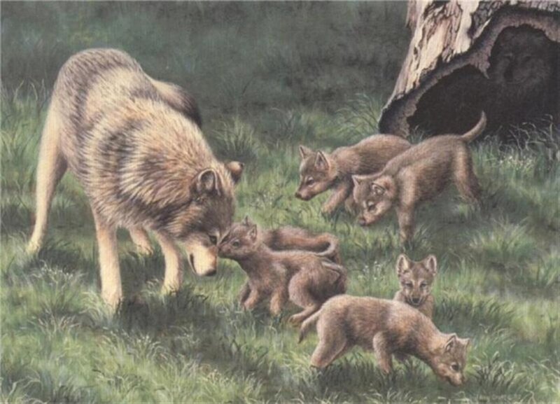 Wolf with Pups — Green