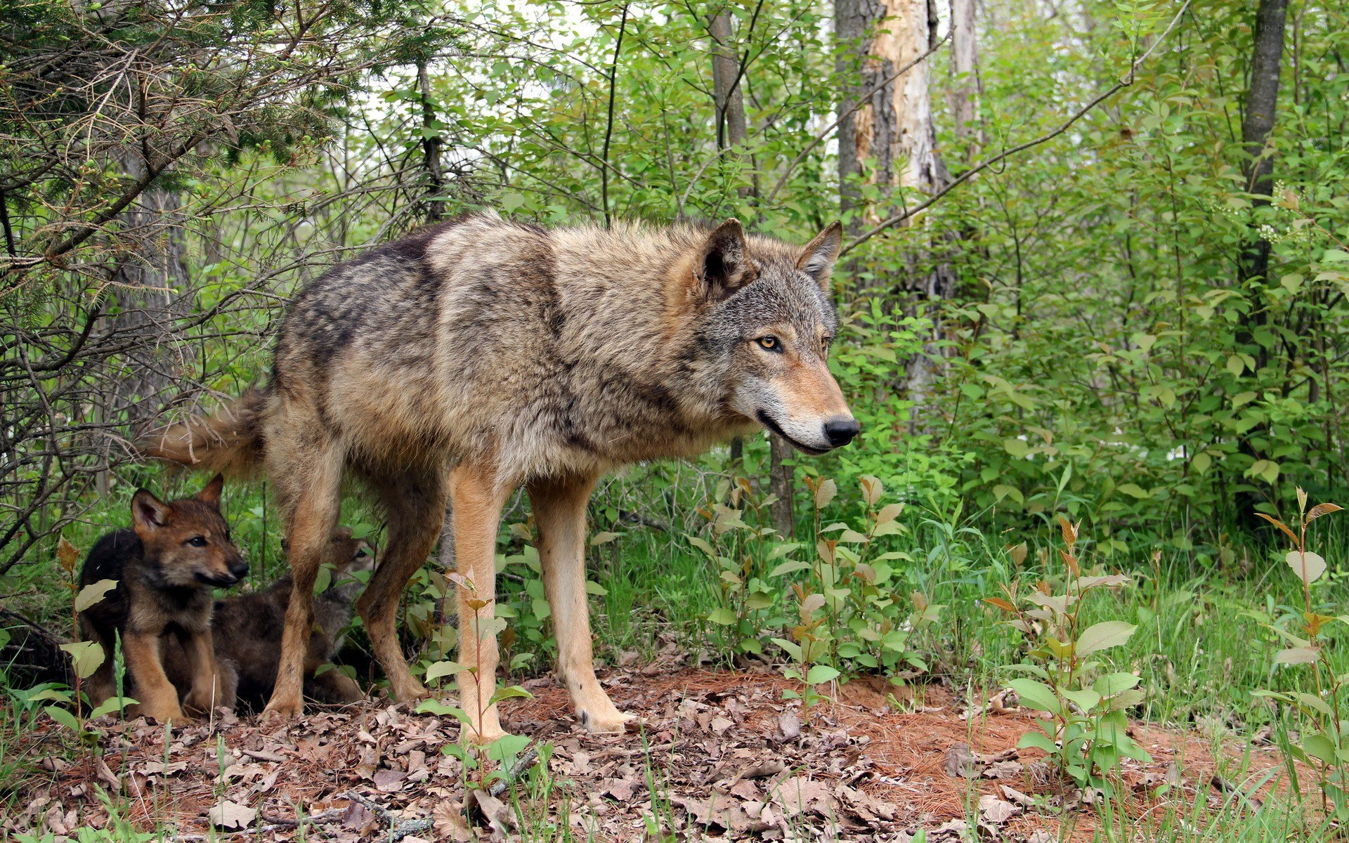 Wolf with pups in forest