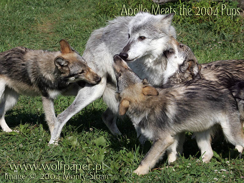 Wolf with Pups