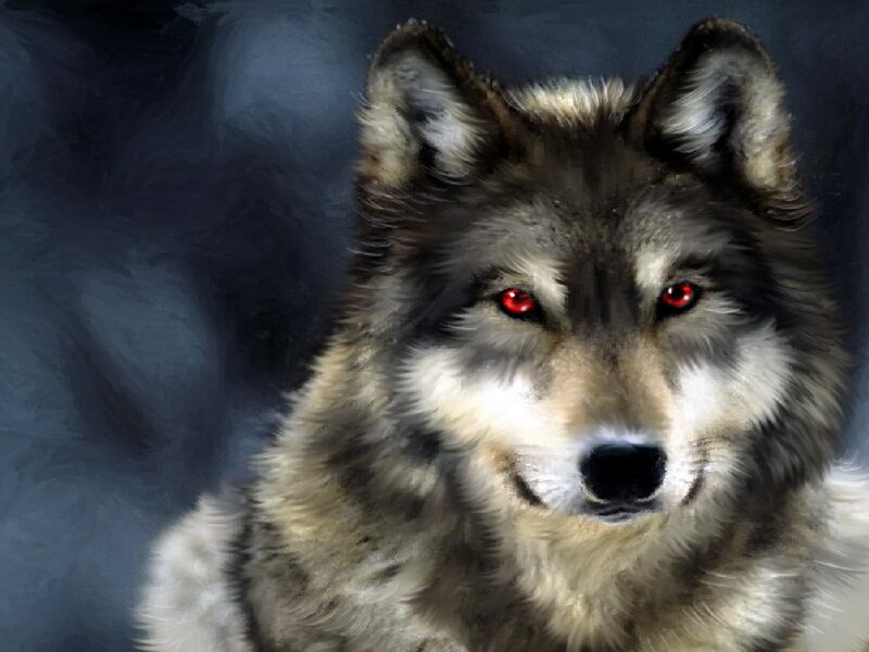 Wolf with Red Eyes — Gray, Dramatic