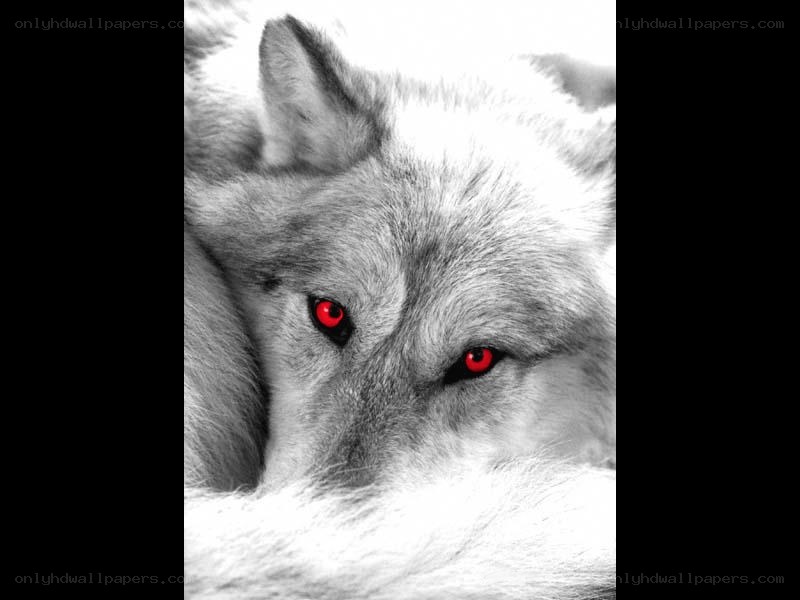 wolf with red eyes