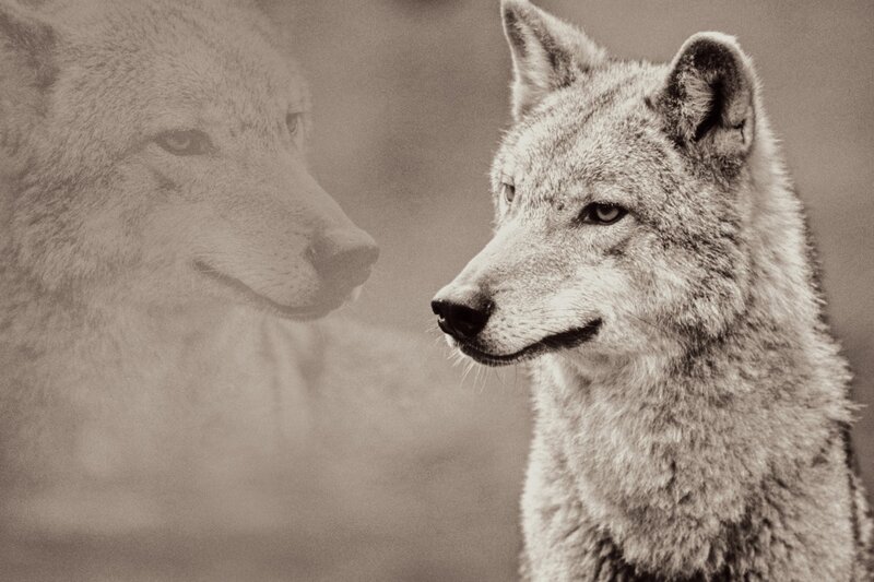 Wolf with Reflection