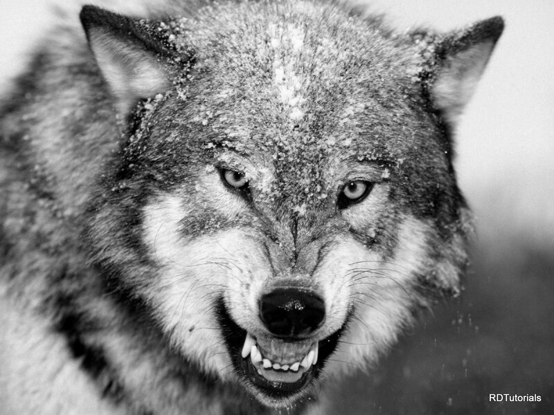 Wolf with Snow on Face — Black