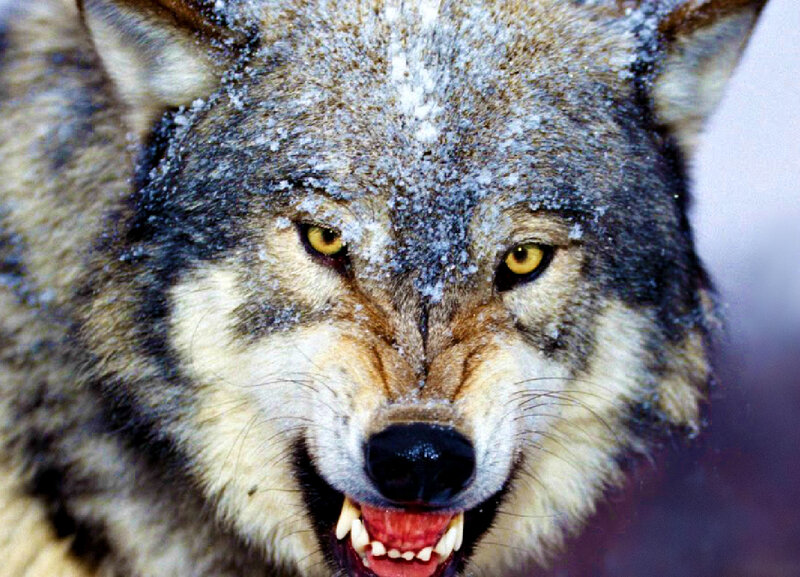Wolf with Snow on Face — Gray
