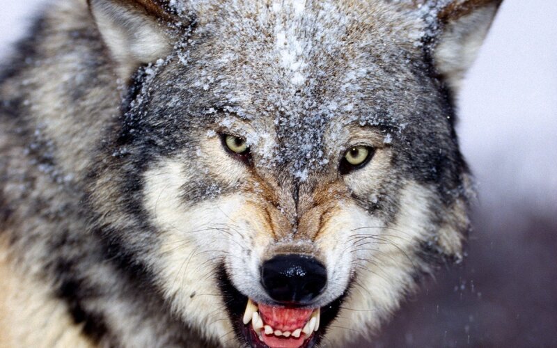 Wolf with Snow on Face